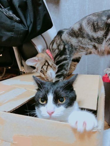 963bcca2-3947-47a0-a712-7c8756409005