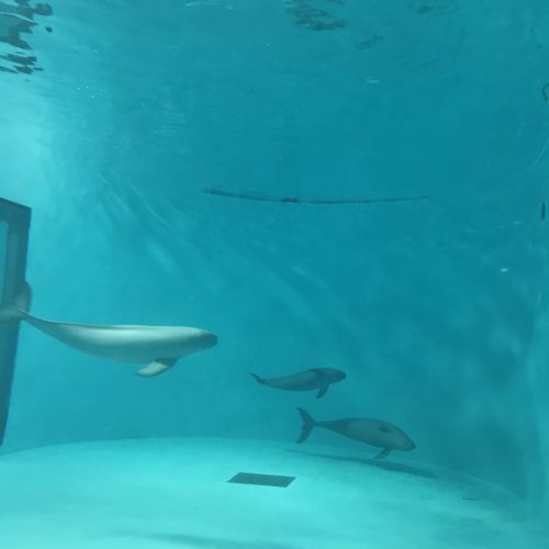 40c7cbc5-b0f0-490a-a919-7e44eab20e74