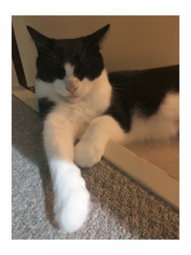 54f4f909-5fe5-4a23-bc67-21fcf2603694