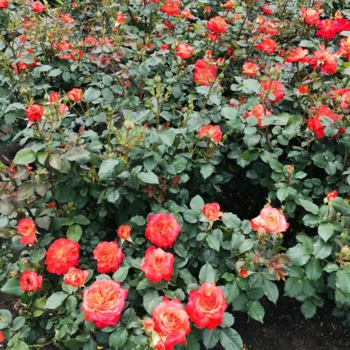 0a99435c-a7b1-450e-bedb-7a7e28bb29a5