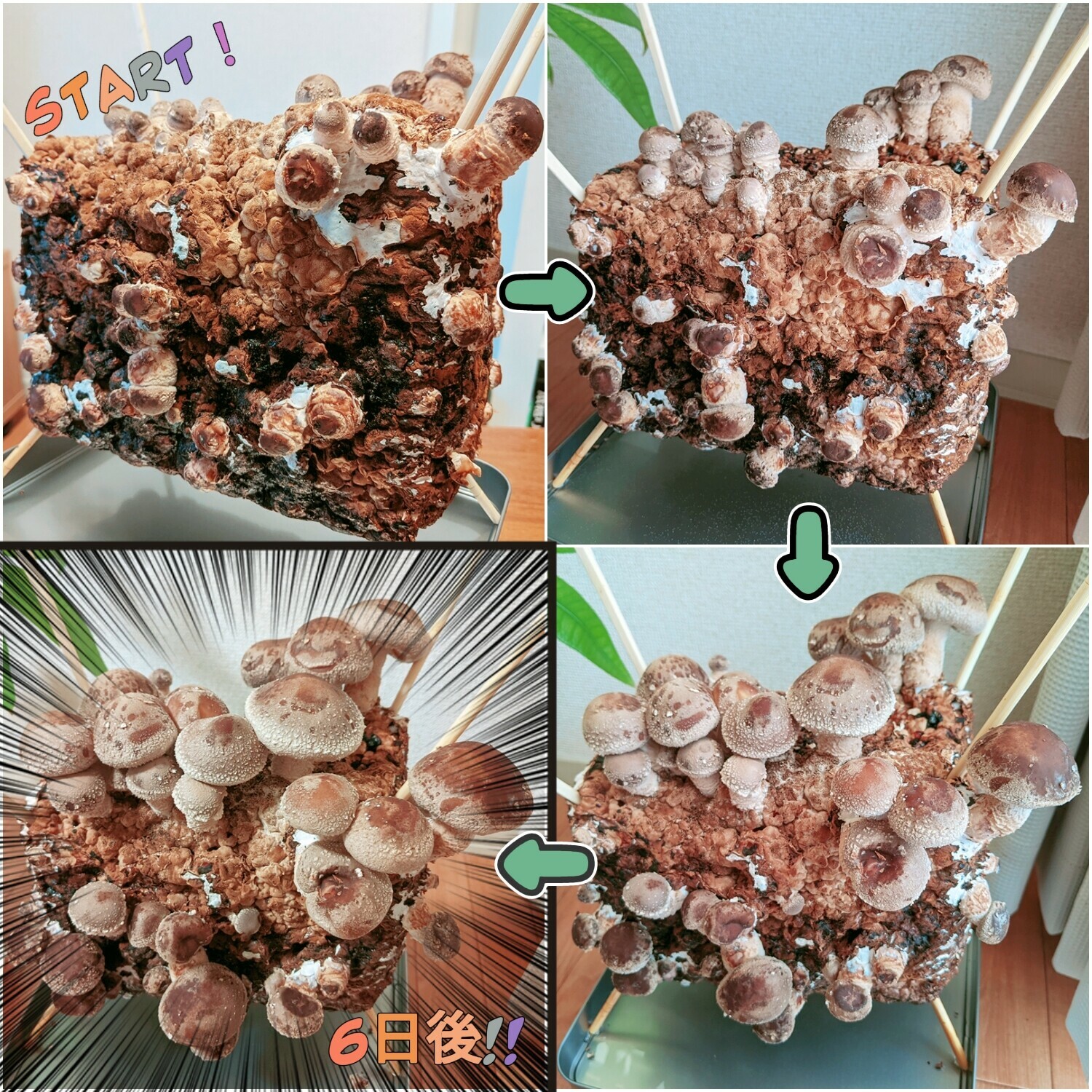 beautyplus_20210309194227043_save