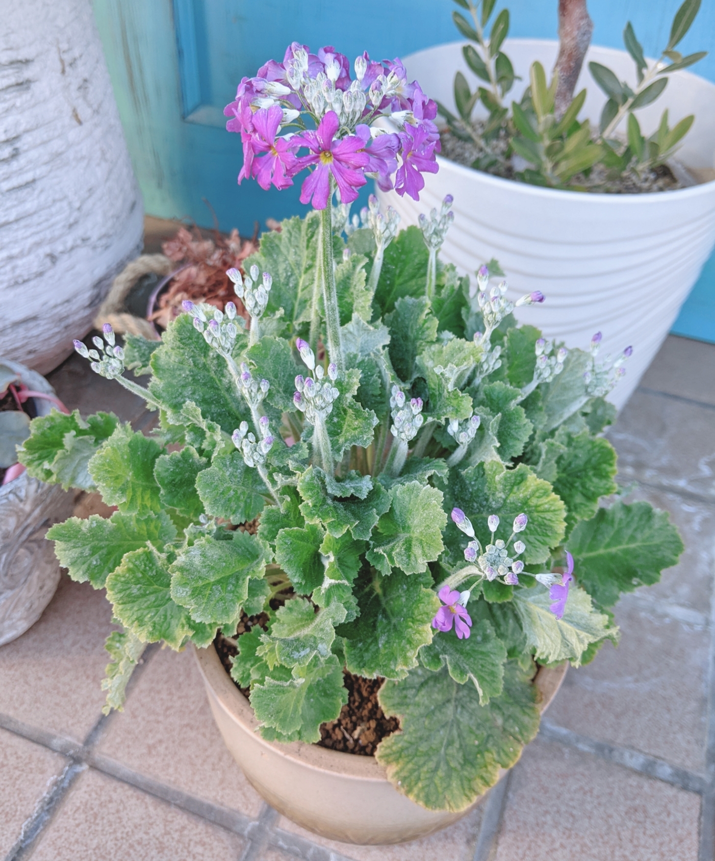 beautyplus_20220227201133748_save