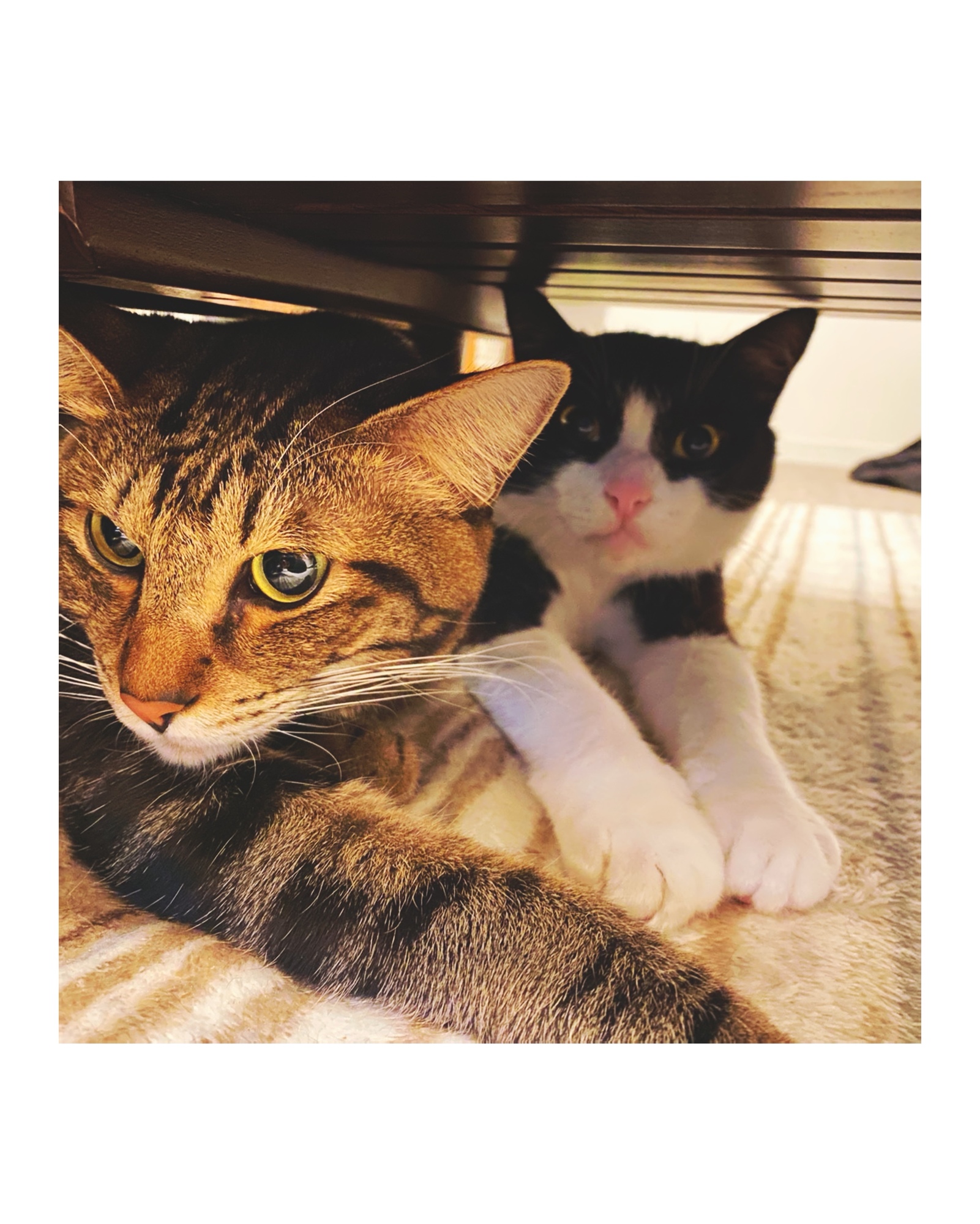 d4ad2817-4f35-47bd-a5d2-933fff6b52aa